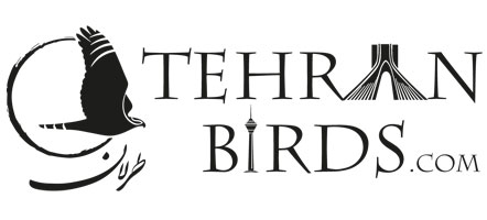 پرندگان تهران 